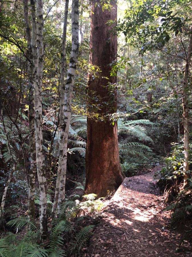 Twin Falls Bush Cottages Fitzroy Falls エクステリア 写真